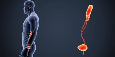 Renkli tıbbi illüstrasyon insan erkek beden ve üriner sistem