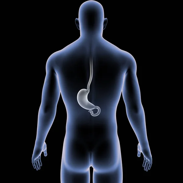 Bunte Medizinische Illustration Des Menschlichen Männlichen Körpers Und Magens — Stockfoto