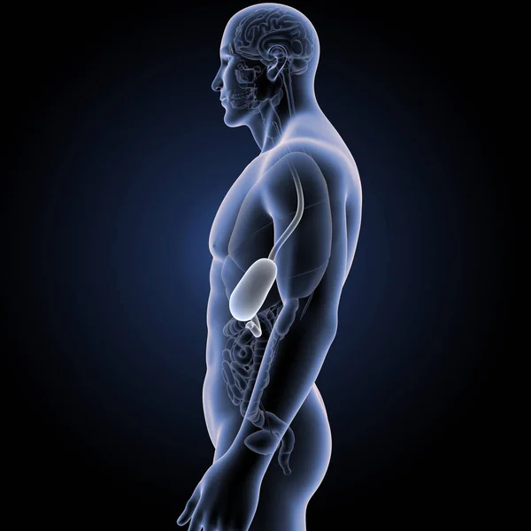 Kolorowe Ilustracja Ludzki Męskiego Ciała Żołądka — Zdjęcie stockowe