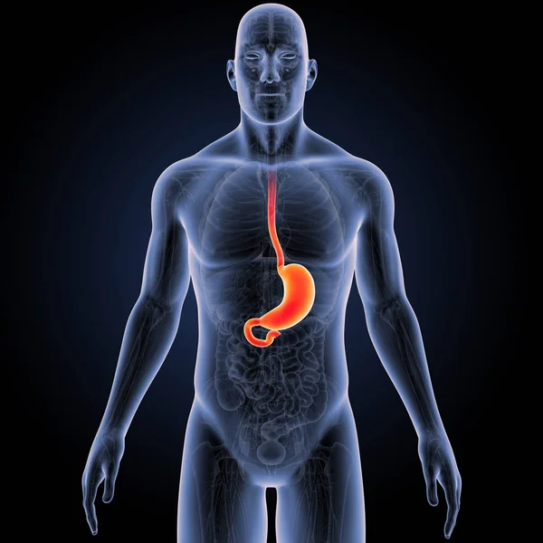 Barevné Lékařské Ilustrace Lidské Mužského Těla Žaludku — Stock fotografie