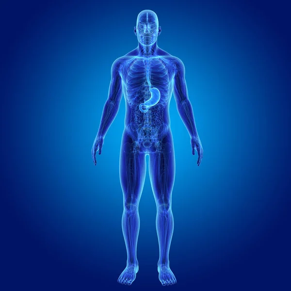 Kolorowe Ilustracja Ludzki Męskiego Ciała Żołądka — Zdjęcie stockowe