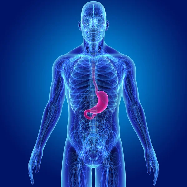 Colorful medical illustration of human male body and stomach