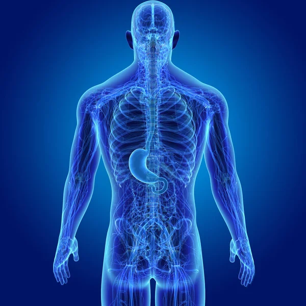 人类男性身体和胃的多彩医学例证 — 图库照片