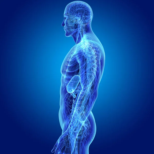 Bunte Medizinische Illustration Des Menschlichen Männlichen Körpers Und Magens — Stockfoto