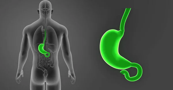 Barevné Lékařské Ilustrace Lidské Mužského Těla Žaludku — Stock fotografie