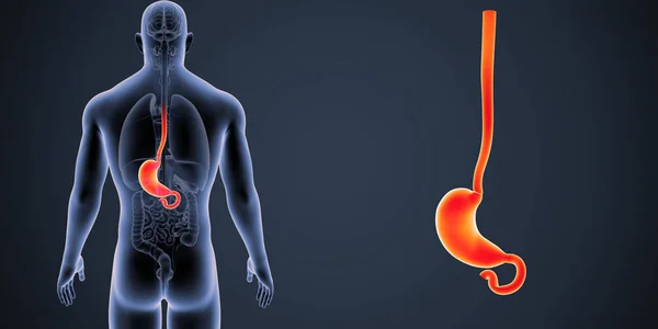 Färgglada Medicinsk Illustration Mänskliga Manliga Kroppen Och Magen — Stockfoto