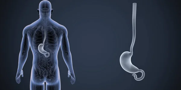 Färgglada Medicinsk Illustration Mänskliga Manliga Kroppen Och Magen — Stockfoto
