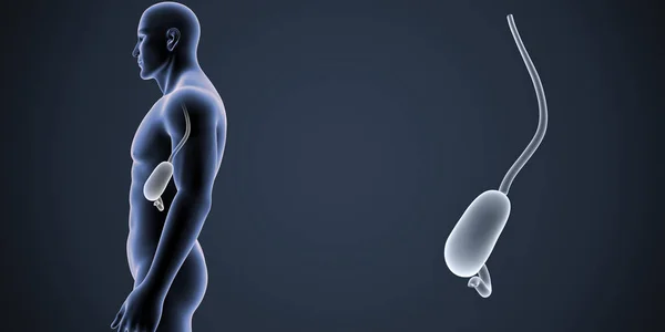 人間の男性の体と胃のカラフルな医療イラスト — ストック写真