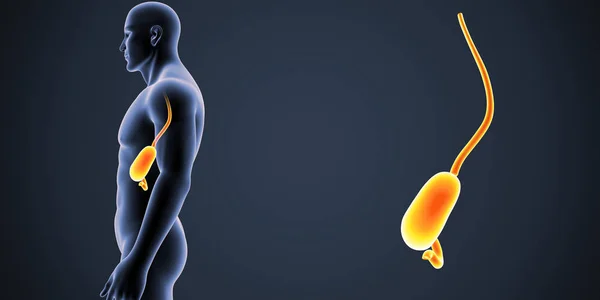 Ilustración Médica Colorida Del Cuerpo Estómago Masculinos Humanos — Foto de Stock
