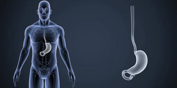 Färgglada Medicinsk Illustration Mänskliga Manliga Kroppen Och Magen — Stockfoto