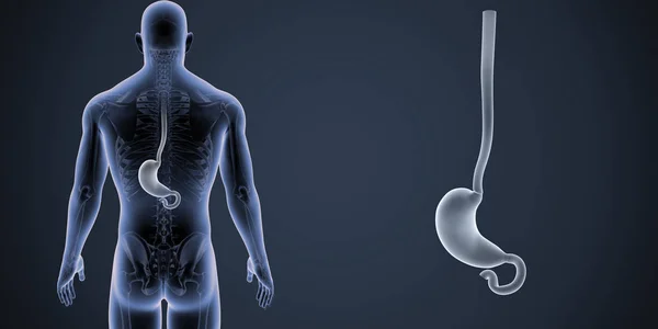 人間の男性の体と胃のカラフルな医療イラスト — ストック写真