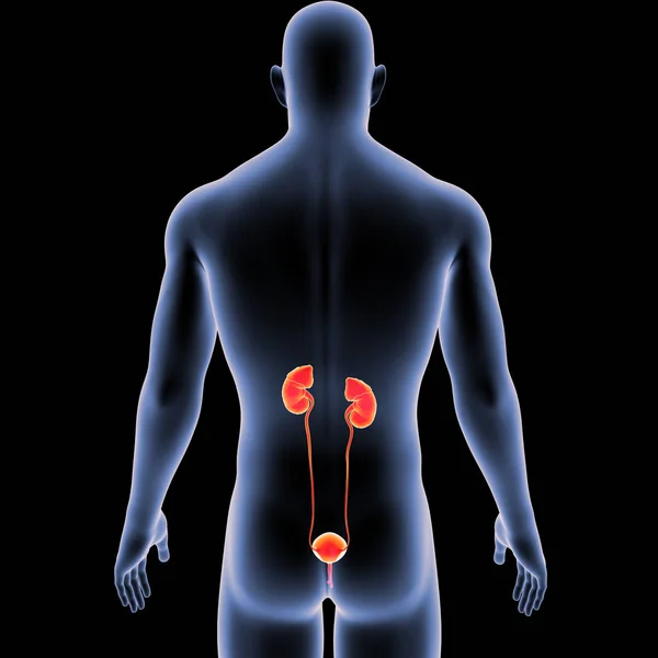 Colorida Ilustración Médica Del Cuerpo Humano Masculino Sistema Urinario — Foto de Stock