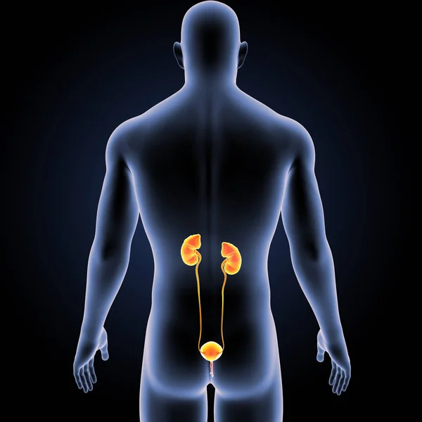 Kolorowe Ilustracja Ludzki Męskiego Ciała Układu Moczowego — Zdjęcie stockowe