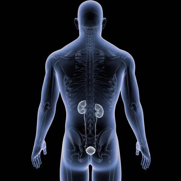 人体与泌尿系统的彩色医学例证 — 图库照片