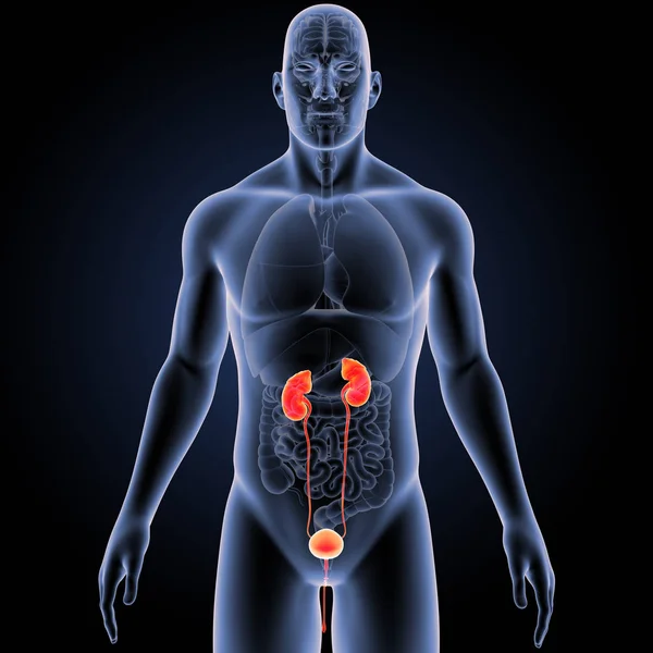 Bunte Medizinische Illustration Des Menschlichen Männlichen Körpers Und Harnsystems — Stockfoto