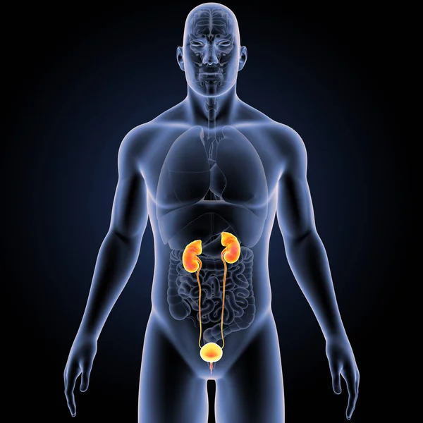 Красочная Медицинская Иллюстрация Мужского Тела Мочевыделительной Системы Человека — стоковое фото