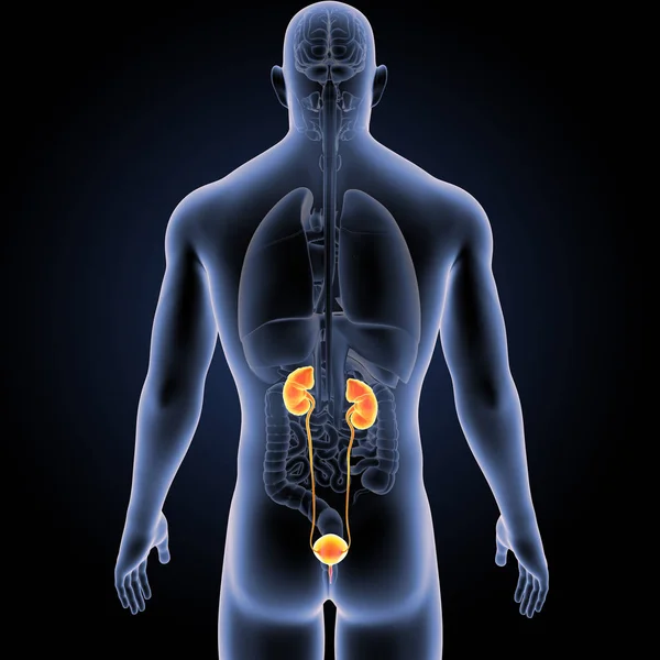 人体与泌尿系统的彩色医学例证 — 图库照片