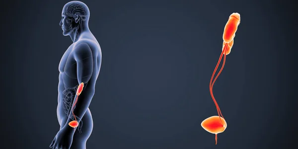 Красочная Медицинская Иллюстрация Мужского Тела Мочевыделительной Системы Человека — стоковое фото