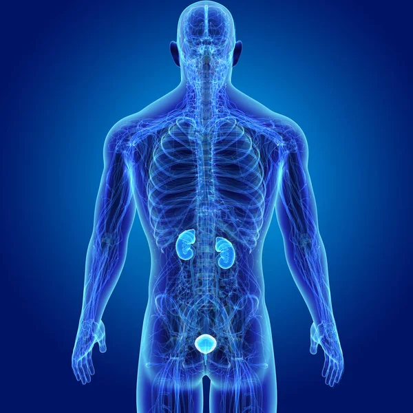 人間の男性の体と泌尿器系のカラフルな医療イラスト — ストック写真