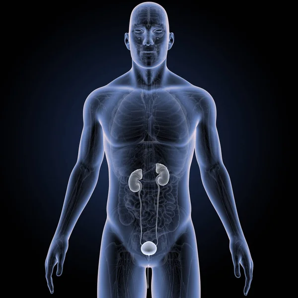 Colorida Ilustración Médica Del Cuerpo Humano Masculino Sistema Urinario —  Fotos de Stock