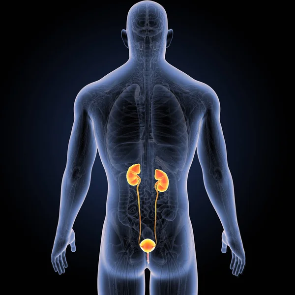 Красочная Медицинская Иллюстрация Мужского Тела Мочевыделительной Системы Человека — стоковое фото