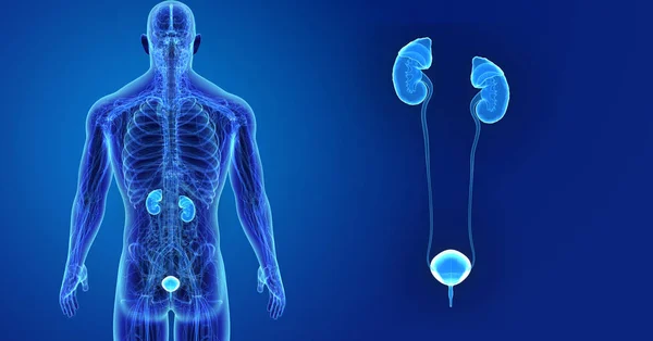 Красочная Медицинская Иллюстрация Мужского Тела Мочевыделительной Системы Человека — стоковое фото