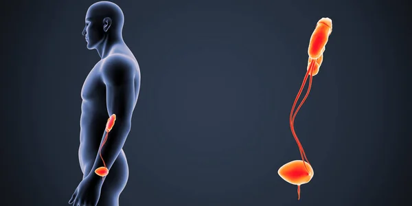 Illustrazione Medica Colorata Del Corpo Umano Maschile Del Sistema Urinario — Foto Stock