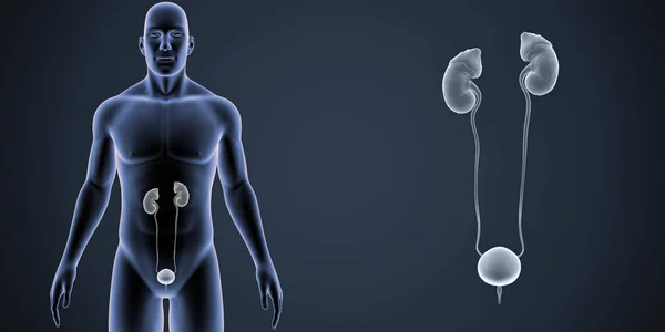 Ilustração Médica Colorida Corpo Masculino Humano Sistema Urinário — Fotografia de Stock