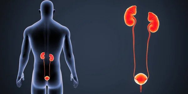 人間の男性の体と泌尿器系のカラフルな医療イラスト — ストック写真