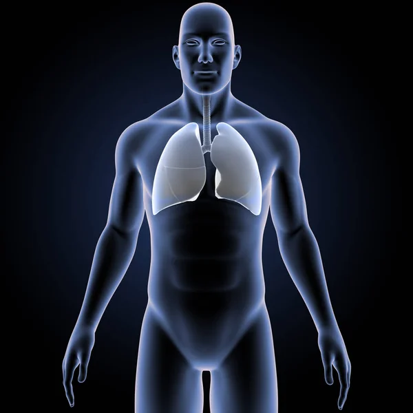 Colorida Ilustración Médica Del Cuerpo Humano Los Pulmones — Foto de Stock