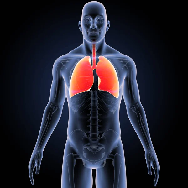 Барвисті Медичні Ілюстрації Людського Тіла Легенів — стокове фото