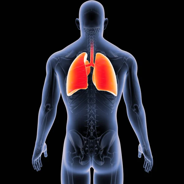 Färgglada Medicinsk Illustration Människokroppen Och Lungor — Stockfoto