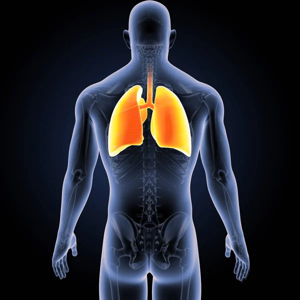 Πολύχρωμο Ιατρική Απεικόνιση Του Ανθρώπινου Σώματος Και Των Πνευμόνων — Φωτογραφία Αρχείου