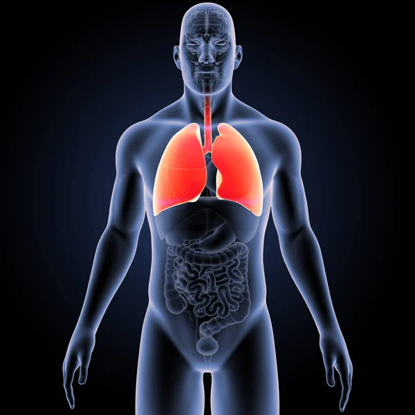 人体与肺部彩色医学插图 — 图库照片