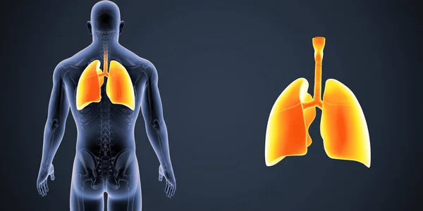 Πολύχρωμο Ιατρική Απεικόνιση Του Ανθρώπινου Σώματος Και Των Πνευμόνων — Φωτογραφία Αρχείου