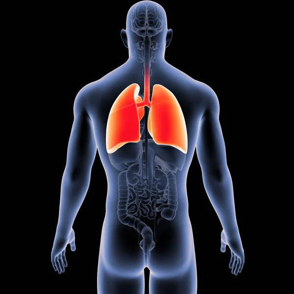 Färgglada Medicinsk Illustration Människokroppen Och Lungor — Stockfoto