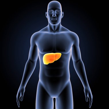 İnsan vücudu ve karaciğer renkli tıbbi çizimi