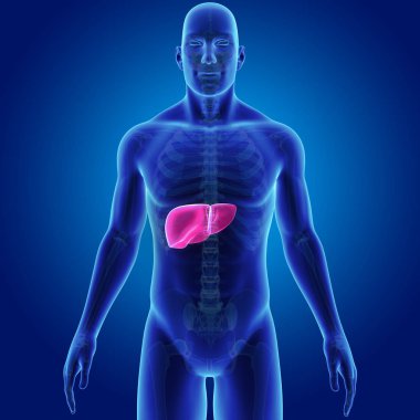 İnsan vücudu ve karaciğer renkli tıbbi çizimi