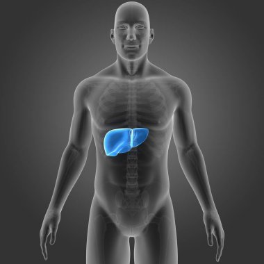 İnsan vücudu ve karaciğer renkli tıbbi çizimi