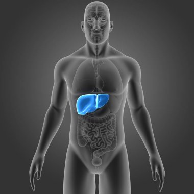 İnsan vücudu ve karaciğer renkli tıbbi çizimi