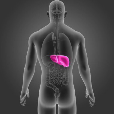 İnsan vücudu ve karaciğer renkli tıbbi çizimi