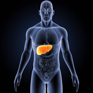 İnsan vücudu ve karaciğer renkli tıbbi çizimi