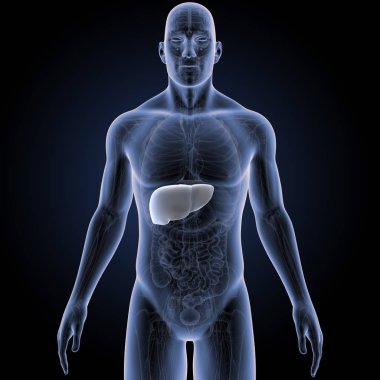 İnsan vücudu ve karaciğer renkli tıbbi çizimi