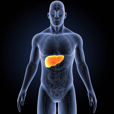 İnsan vücudu ve karaciğer renkli tıbbi çizimi