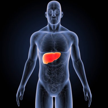 İnsan vücudu ve karaciğer renkli tıbbi çizimi