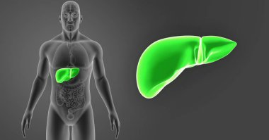 İnsan vücudu ve karaciğer renkli tıbbi çizimi