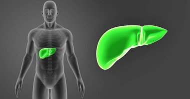 İnsan vücudu ve karaciğer renkli tıbbi çizimi