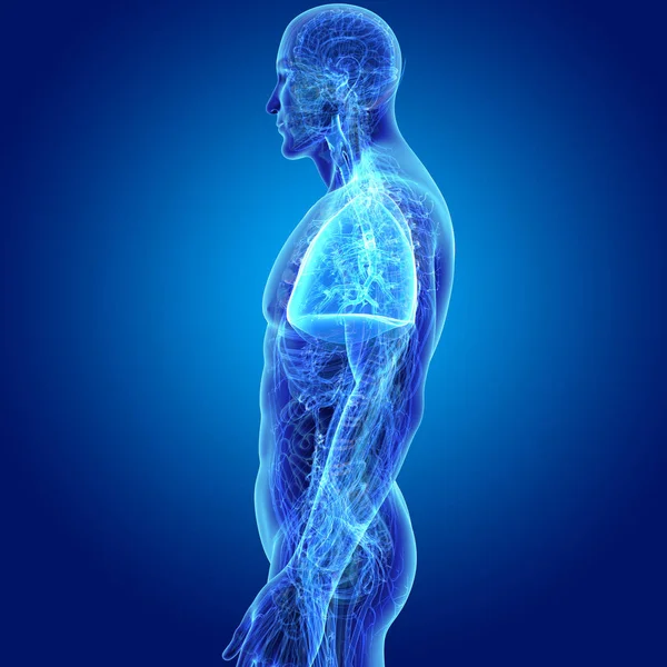 Bunte Medizinische Illustration Des Menschlichen Körpers Und Der Lungen — Stockfoto