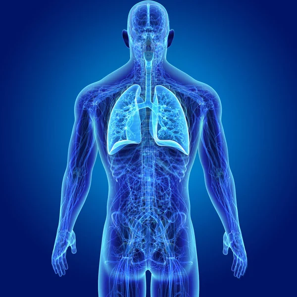人体与肺部彩色医学插图 — 图库照片