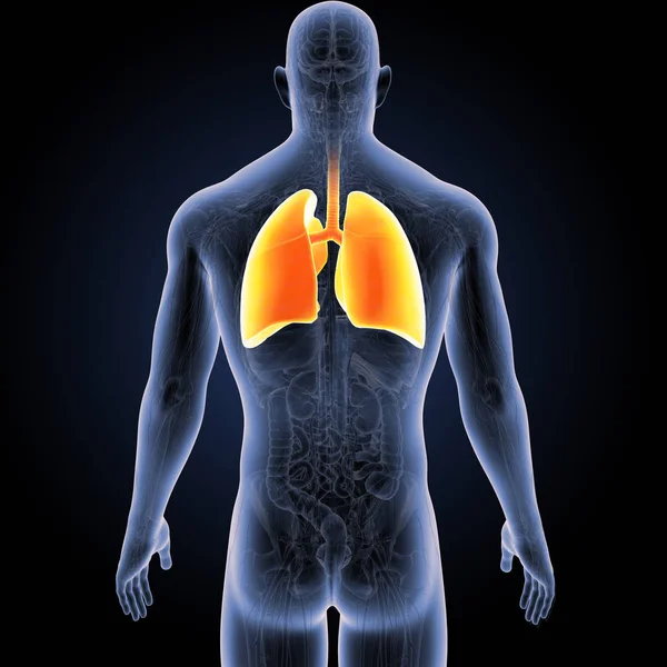Nsan Vücudu Akciğerler Renkli Tıbbi Çizimi — Stok fotoğraf
